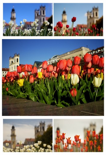 Banská Bystrica a jej tulipány ...