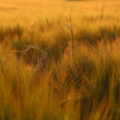Trávy