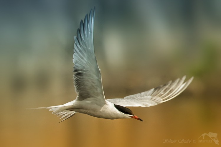 Rybák obecný (Sterna hirundo)