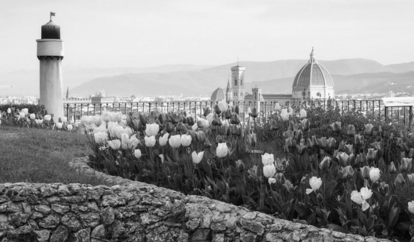 Tulipani da Piazzale Michelangelo - Firenze