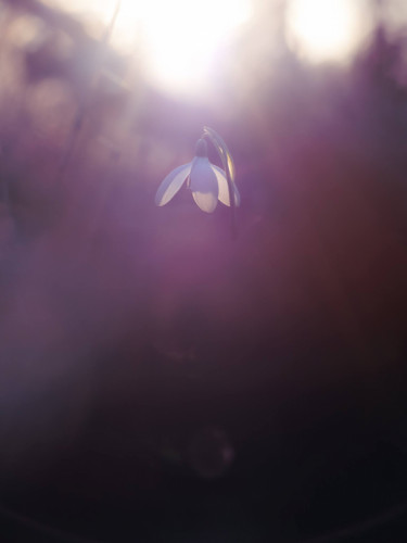 Galanthus nivalis