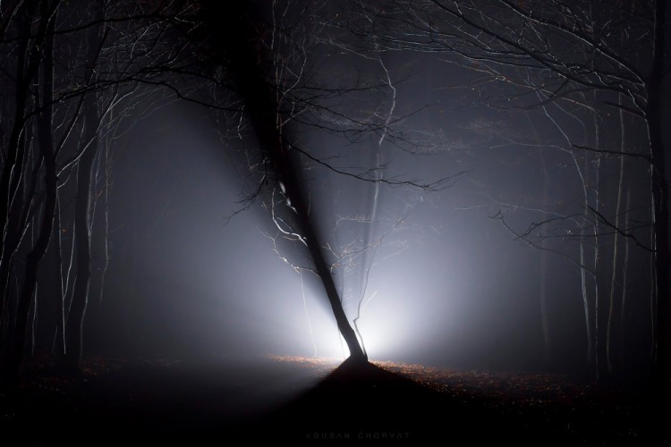 Noc v lese