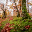 - V jesennej krajine -