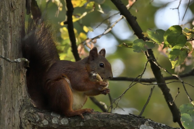 Sciurus vulgaris