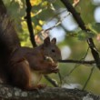 Sciurus vulgaris