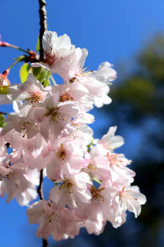 Botanická záhrada v BA