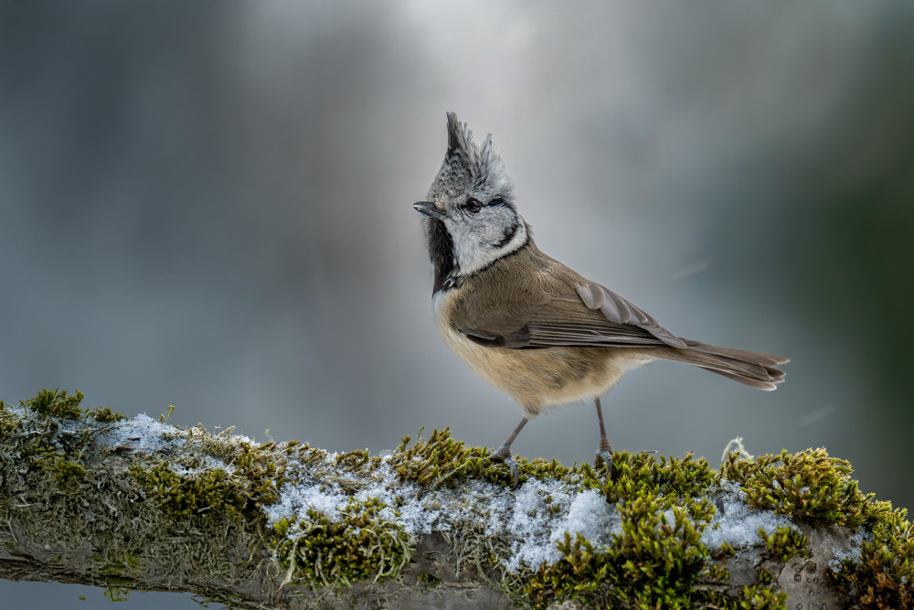 Sýkorka Chocholatá