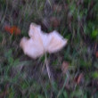 icm