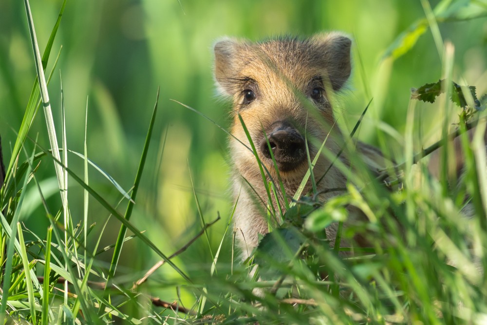 Diviak lesný, The wild boar (Sus scrofa)