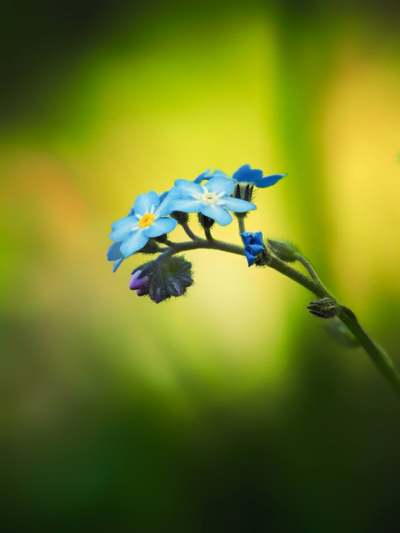 Myosotis sylvatica