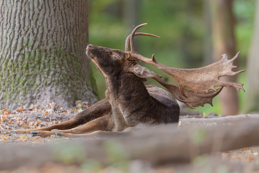 daniel škvrnitý, Fallow deer (Dama dama)