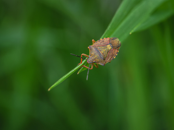 Bzdocha (Heteroptera)