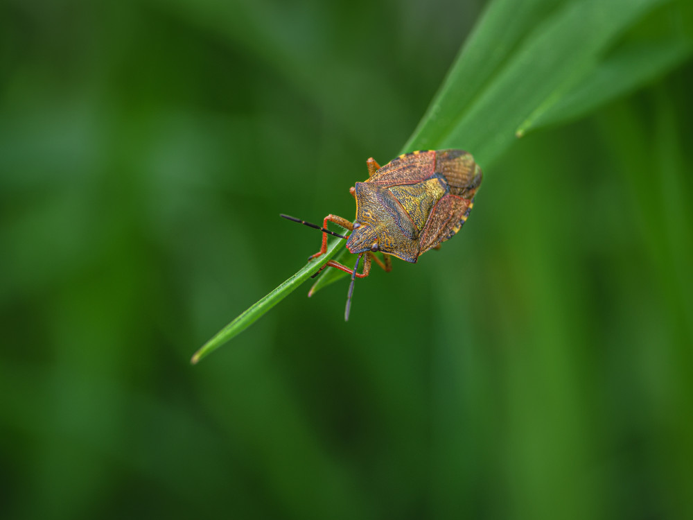 Bzdocha (Heteroptera)