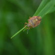 Bzdocha (Heteroptera)