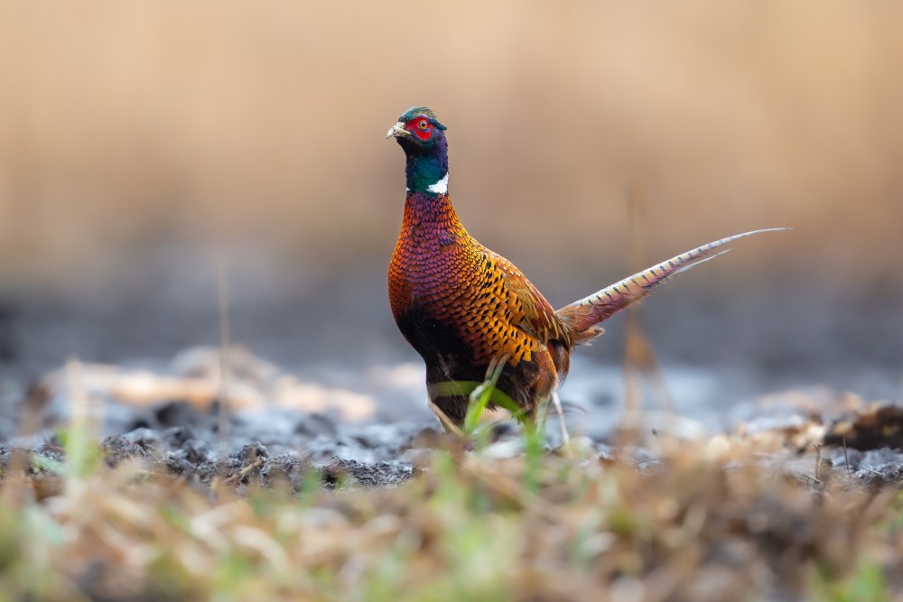 bažant poľný, The common pheasant (Phasianus colchicus)