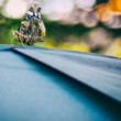 motyl