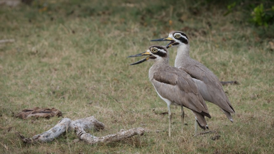 Ležiak krabožravý,  Esacus recurvirostris, Srí Lanka