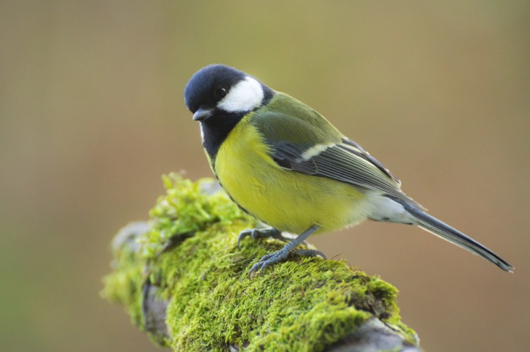 Sýkorka veľká - Parus major