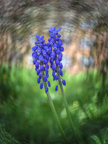 Modrica (Muscari)