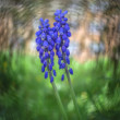 Modrica (Muscari)