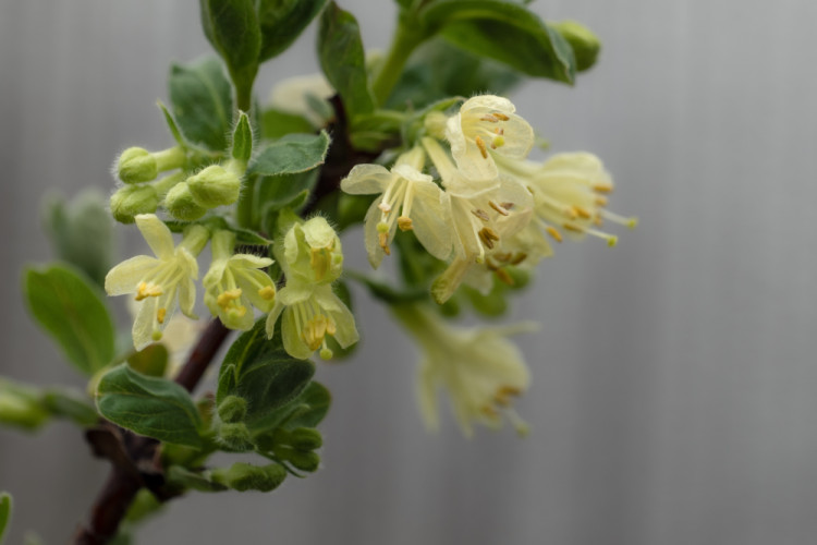 Čučoriedky kamčatská