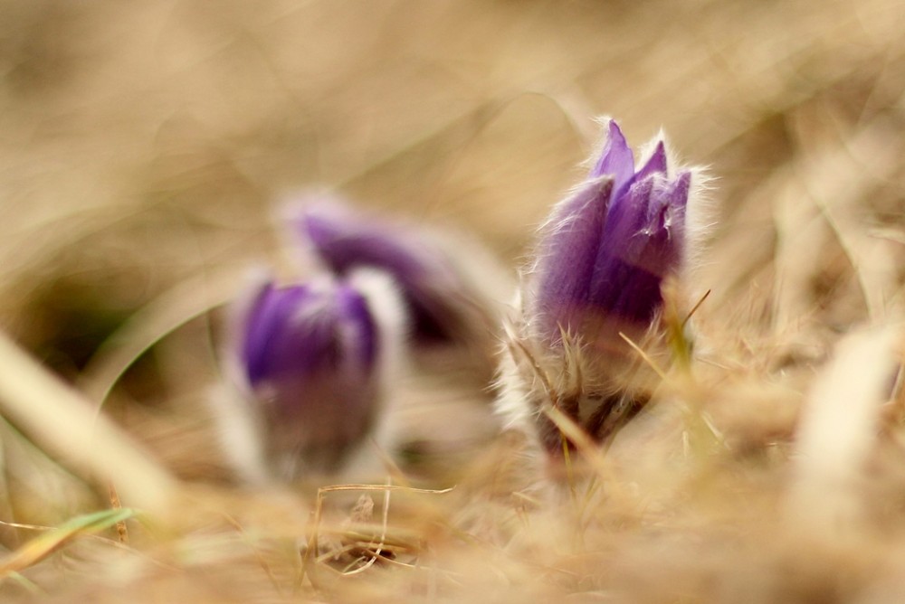 Pulsatilla slavica