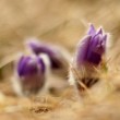 Pulsatilla slavica