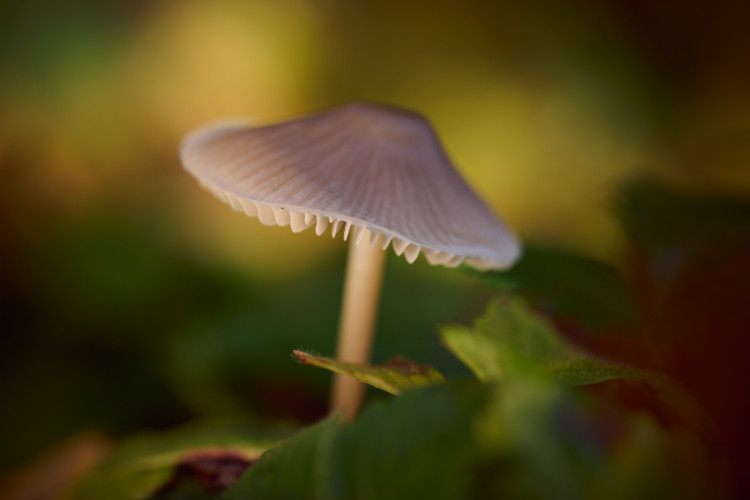 fungi