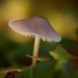 fungi
