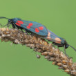 Zygaena filipendulae