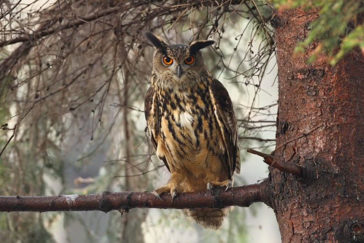 Výr velký (Bubo bubo)