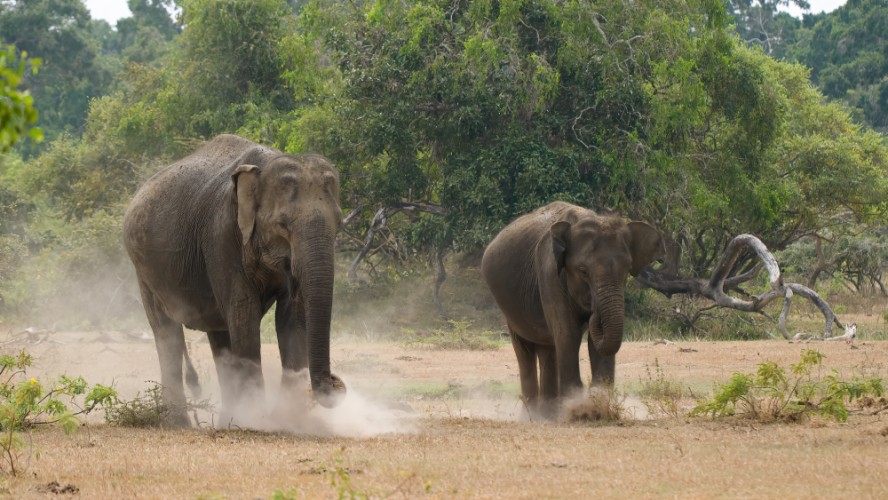Slon ázijský cejlónsky, NP Yala, Srí Lanka