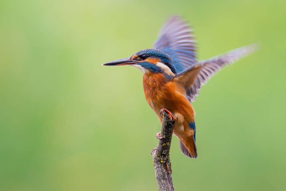 rybárik riečny (Alcedo atthis)