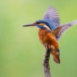 rybárik riečny (Alcedo atthis)