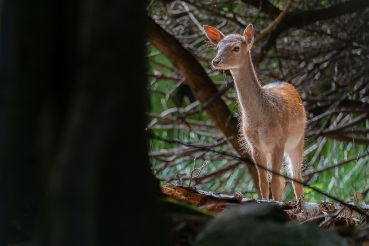 Daniel škvrnitý, Fallow deer (Dama dama)