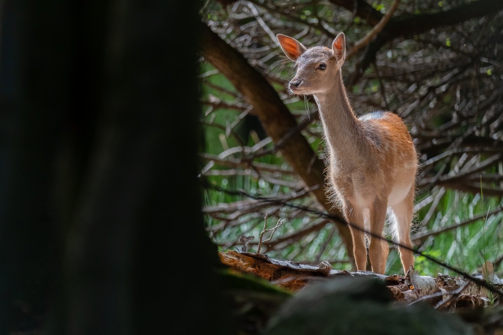 Daniel škvrnitý, Fallow deer (Dama dama)