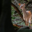 Daniel škvrnitý, Fallow deer (Dama dama)