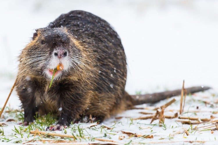 Nutria riečna (Myocastor coypus)