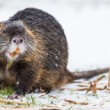 Nutria riečna (Myocastor coypus)