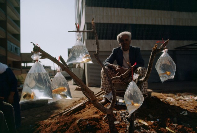 A man sells goldfish in baggies tied to a tree branch in Beirut, Lebanon, February 1983. PHOTOGRAPH BY W. E. GARRETT, NATIONAL GEOGRAPHIC