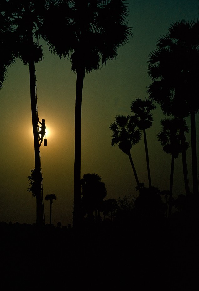 Sundown silhouettes a sugar harvester descending a toddy palm tree in Cambodia, October 1964. PHOTOGRAPH BY THOMAS J. ABERCROMBIE, NATIONAL GEOGRAPHIC CREATIVE