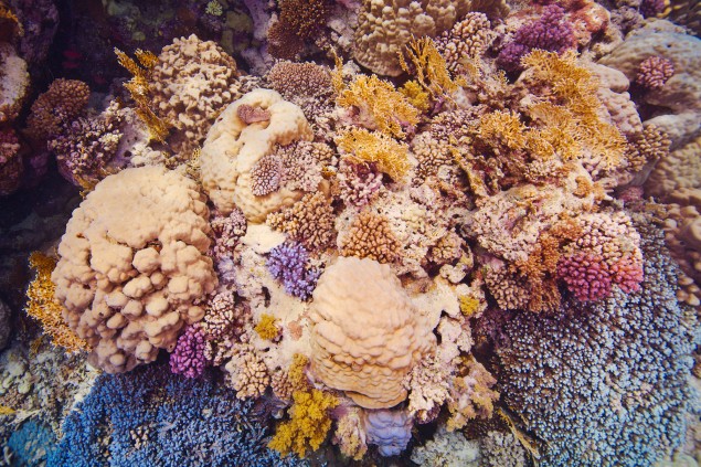 Koralové útesy ďalej od frekventovaných centier sú rozmanitejšie.