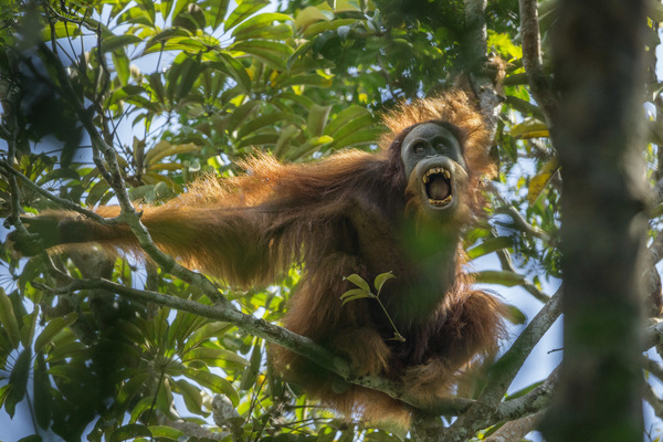 Tough Times for Orangutans - Tim Laman, USA - 1. miesto (stories)