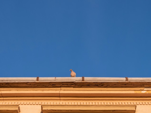 Na holuby na streche tento objektív nestačí, tobôž nie na ostatnú divočinu. Ale, kto chce, nejako si poradí.