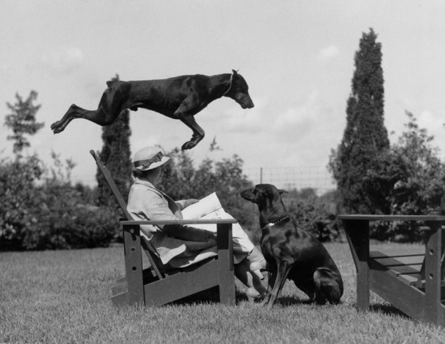 Leaping skills make Doberman pinschers into great “police dogs.” Rushville, Indiana, December 1941. PHOTOGRAPH BY WILLARD CULVER, NATIONAL GEOGRAPHIC
