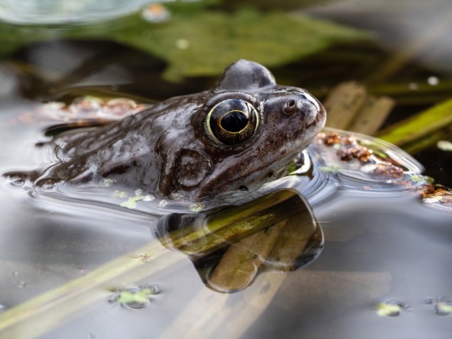 Veľkou výhodou pri fotografovaní nad vodou je výklopný displej a možnosť zaostriť a odfotografovať jediným jeho dotykom. Potom už je to len o rovnováhe a odvahe.