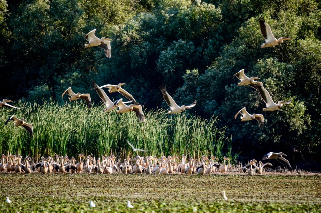 Prvé pelikány. © Tomáš Hulík