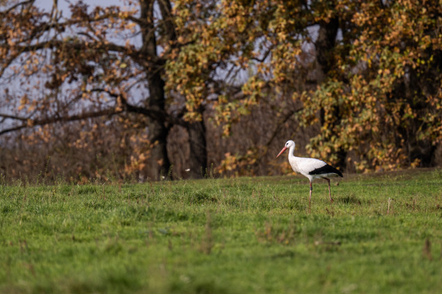 Jemná aberácia na hrane medzi bielou a čiernou na bocianovi pri plne odclonenom objektíve F5,6. Nikon Z 7II + NIKKOR Z 70-200 mm f/2,8 VR S + Nikon Z TC-2,0x