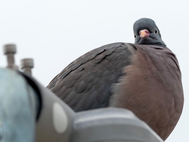 Niektorým akoby sa ani necelo uletieť.