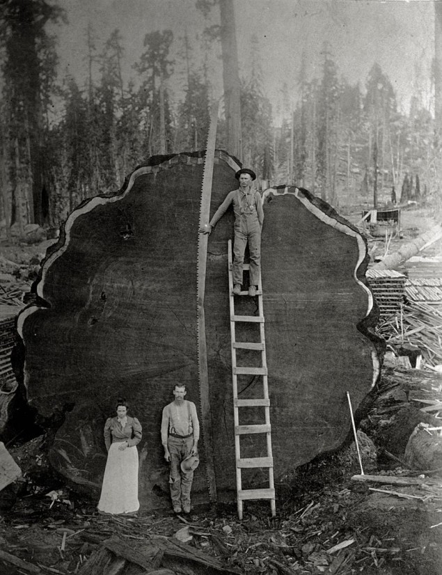 Loggers and the giant Mark Twain redwood cut down in California, 1892.  This photo and others from the National Geographic archives are being auctioned by Christie’s in an exclusive, online-only sale from July 19-29, see here for details PHOTOGRAPH BY N.E. BECKWITH